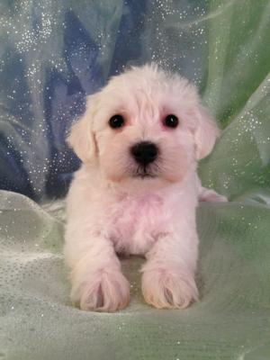 White Schnoodle Puppy for sale in Iowa #12 DOB 10-16-14 Female puppies will can travel to Minnesota, Wisconsin, and Illinois soon!